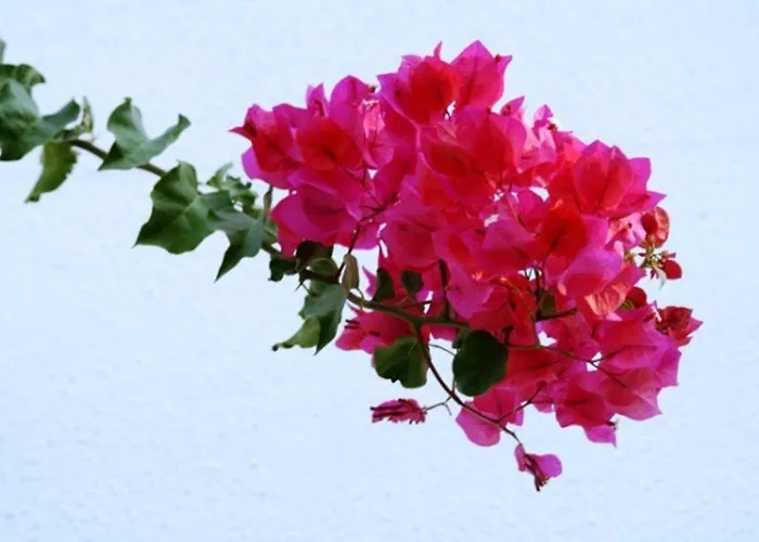 Szálloda Mavi Turkbuku Golturkbuku